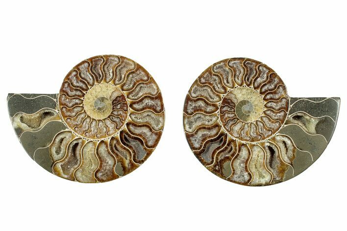Cut & Polished, Agatized Ammonite Fossil - Madagascar #344470